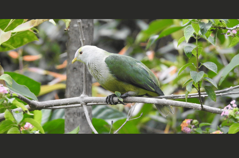 5 fakta menarik burung merpati Raiatea, spesies tropis dengan bulu indah