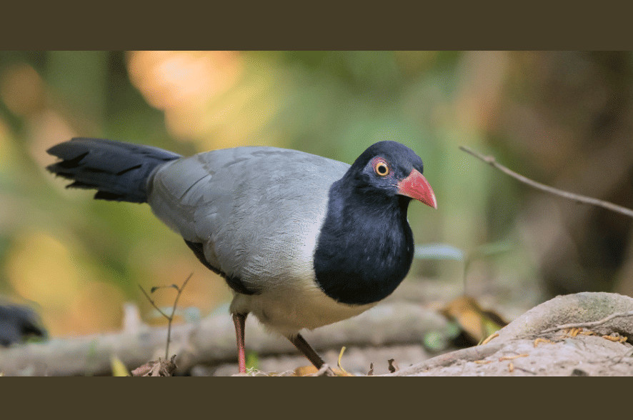 5 fakta menarik tentang burung paruh merah