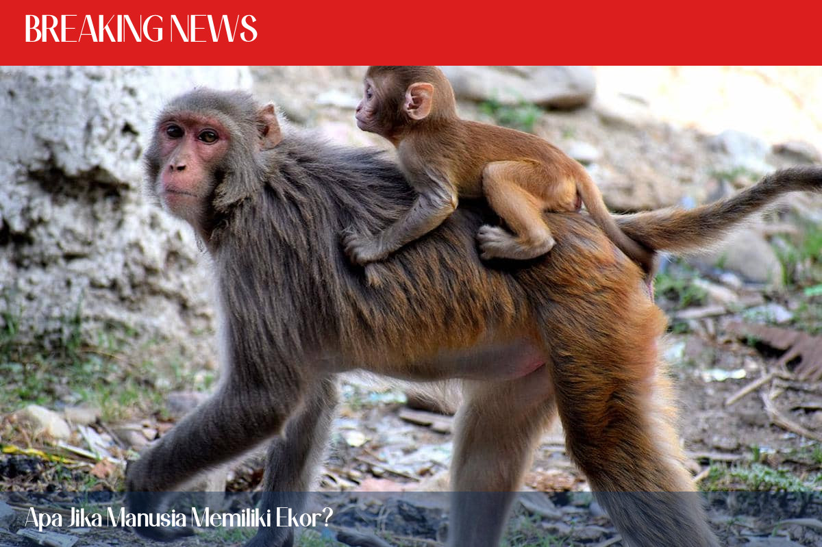 Apa Jika Manusia Memiliki Ekor?