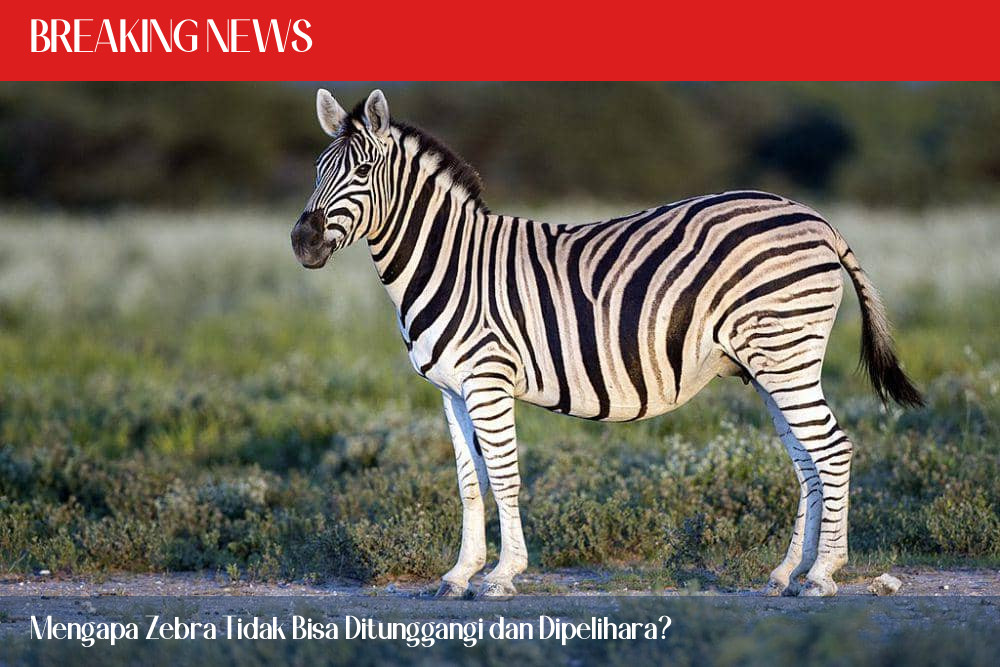 Mengapa Zebra Tidak Bisa Ditunggangi dan Dipelihara?